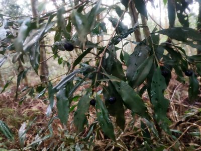 Ardisia quinquegona, photographed by 四角銅鑼