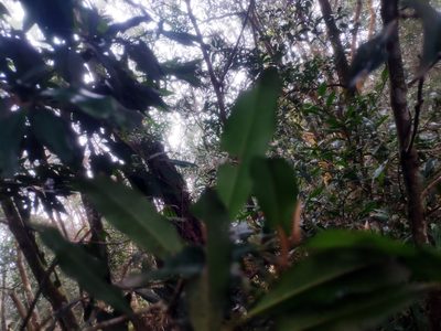 Ardisia quinquegona, photographed by 四角銅鑼