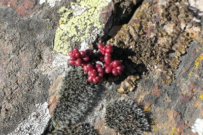 Sedum brevifolium, photographed by Rafael Medina