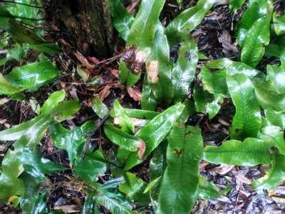 Pyrrosia lingua, photographed by 四角銅鑼