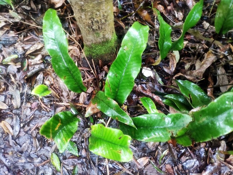 Pyrrosia lingua, photographed by 四角銅鑼