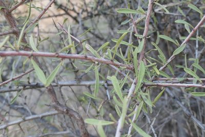 Rhamnus lycioides, photographed by Rafael Medina