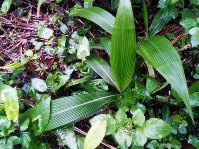Setaria palmifolia, photographed by 四角銅鑼