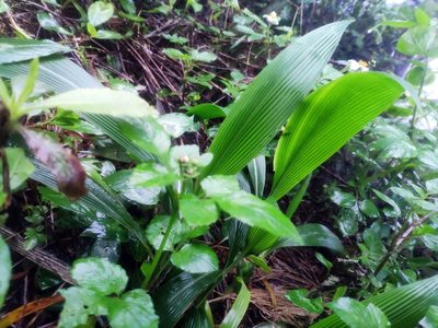Setaria palmifolia, photographed by 四角銅鑼