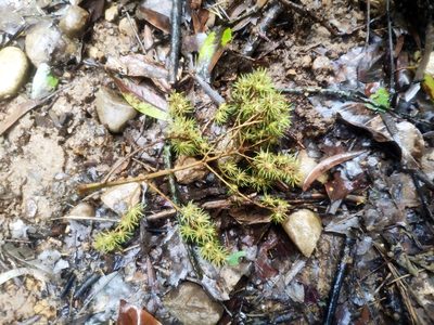 Mallotus paniculatus, photographed by 四角銅鑼