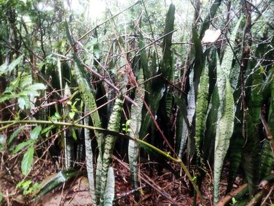 Dracaena trifasciata, photographed by 四角銅鑼