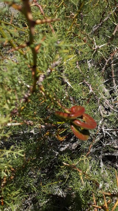 Neltuma ruizlealii, photographed by Lauu