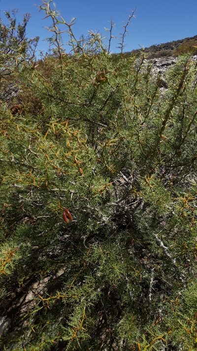 Neltuma ruizlealii, photographed by Lauu