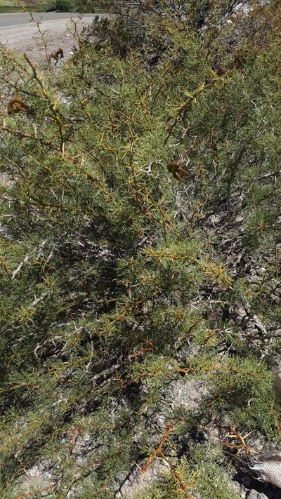 Neltuma ruizlealii, photographed by Lauu