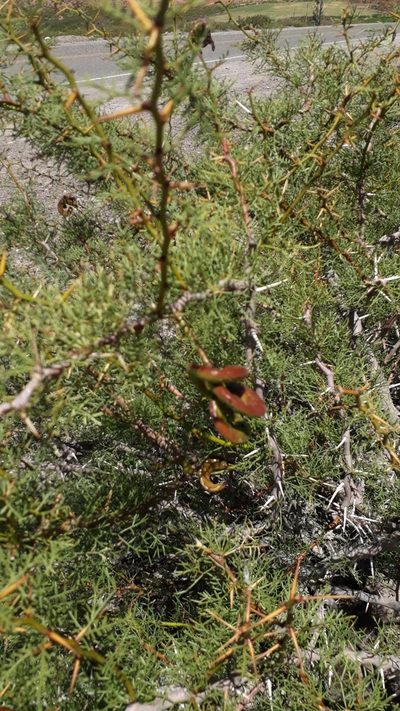 Neltuma ruizlealii, photographed by Lauu