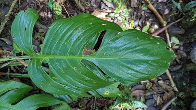 Monstera monteverdensis, photographed by Trevor Van Loon