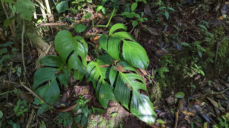 Monstera monteverdensis, photographed by Trevor Van Loon