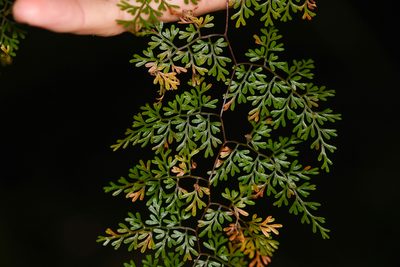 Jamesonia flexuosa, photographed by Trevor Van Loon