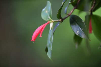 Hillia triflora, photographed by Trevor Van Loon