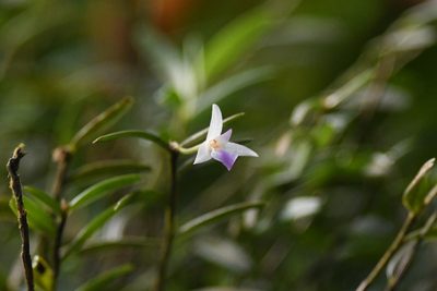 Acrorchis roseola, photographed by Trevor Van Loon