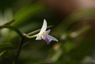 Acrorchis roseola, photographed by Trevor Van Loon