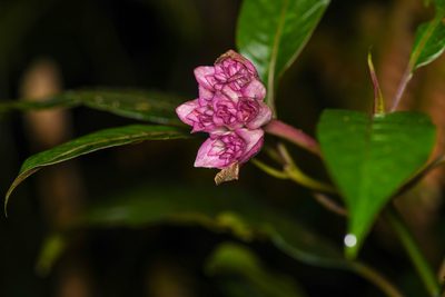 Palicourea chiriquiensis, photographed by Trevor Van Loon
