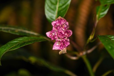 Palicourea chiriquiensis, photographed by Trevor Van Loon