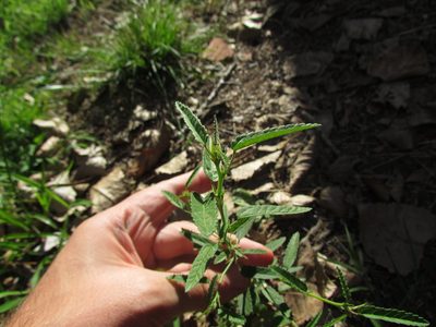Sida spinosa, photographed by Matias Cabezas
