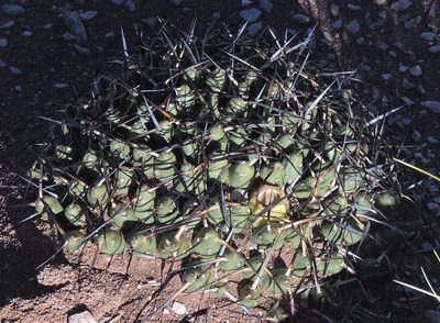 Maihueniopsis molfinoi, photographed by Hugo Hulsberg