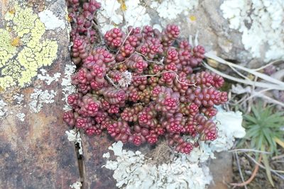 Sedum brevifolium, photographed by Rafael Medina