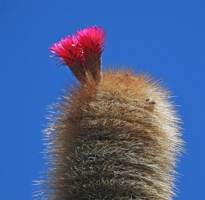 Soehrensia tarijensis, photographed by Hugo Hulsberg