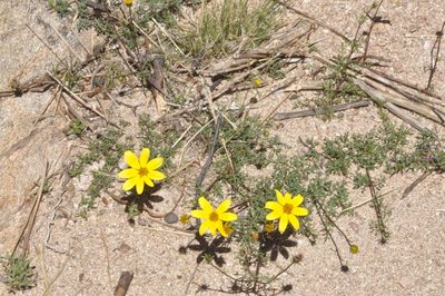 Bidens triplinervia, photographed by aacocucci