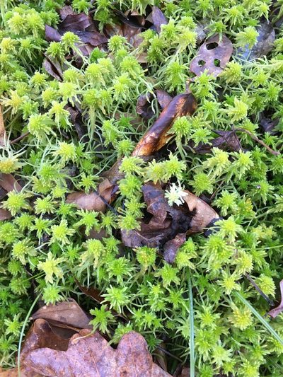 Sphagnum recurvum, photographed by Becky Dill