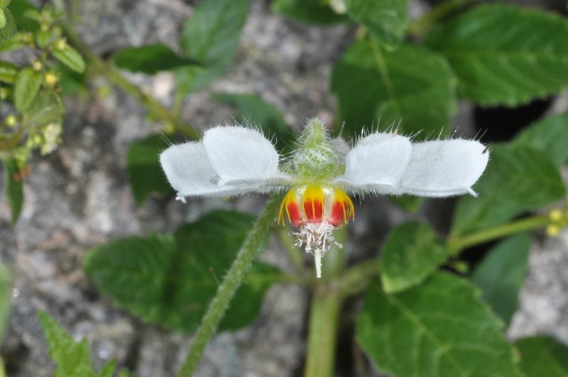 Blumenbachia hieronymi, photographed by aacocucci