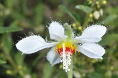 Blumenbachia hieronymi, photographed by aacocucci