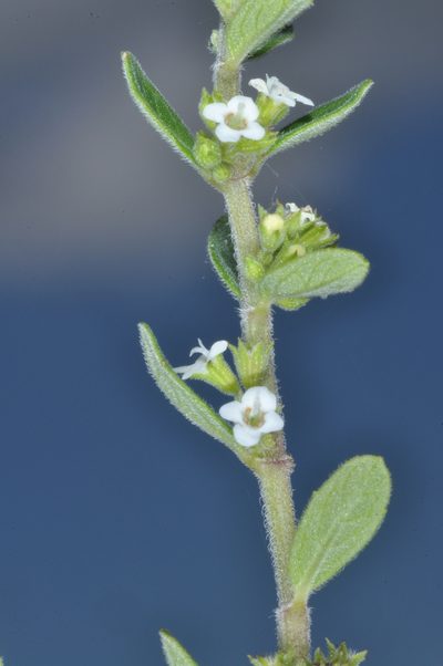 Clinopodium gilliesii, photographed by aacocucci