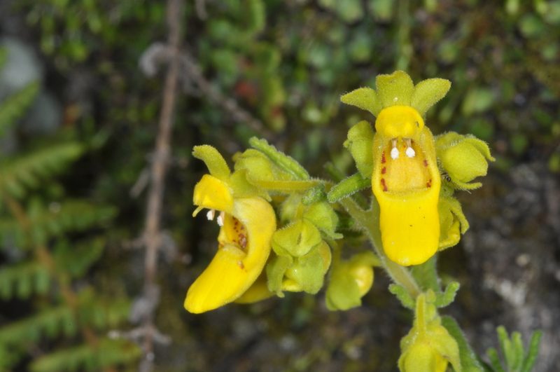 Calceolaria teucrioides, photographed by aacocucci