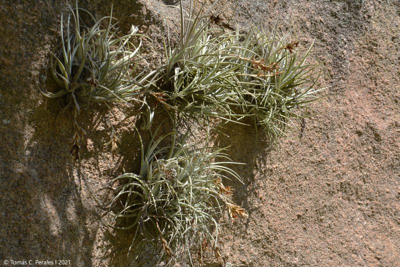 Tillandsia lorentziana, photographed by Tomás Carranza Perales