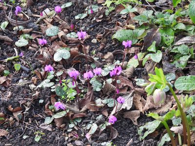 Cyclamen coum, photographed by Phil James