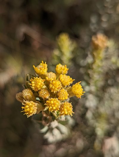 Pentacalia ledifolia, photographed by My-Lan Le