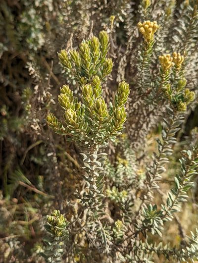 Pentacalia ledifolia, photographed by My-Lan Le