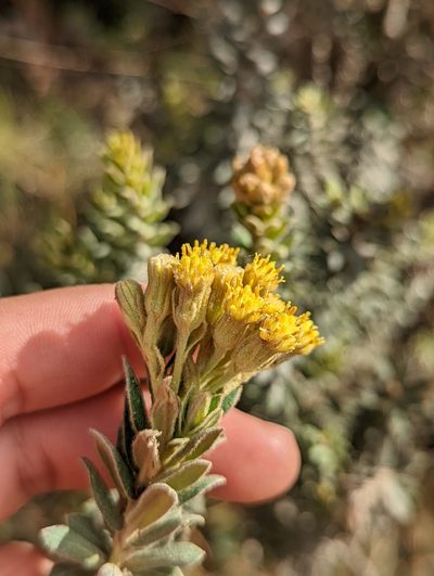 Pentacalia ledifolia, photographed by My-Lan Le