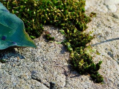 Ptychomitrium incurvum, photographed by Michael J. Papay