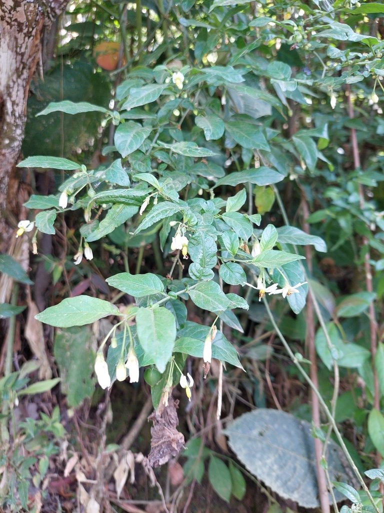 Solanum sodiroi, photographed by Daniel Mesa