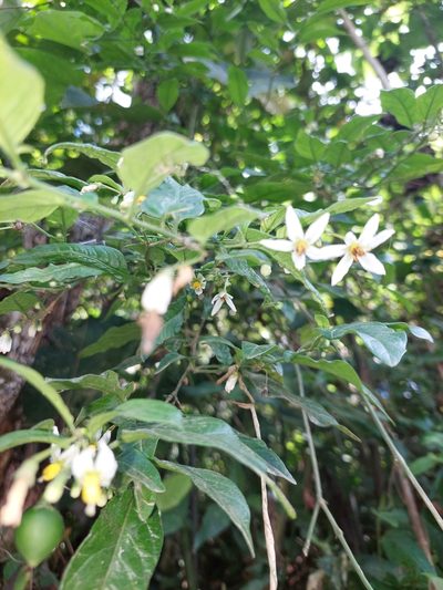 Solanum sodiroi, photographed by Daniel Mesa
