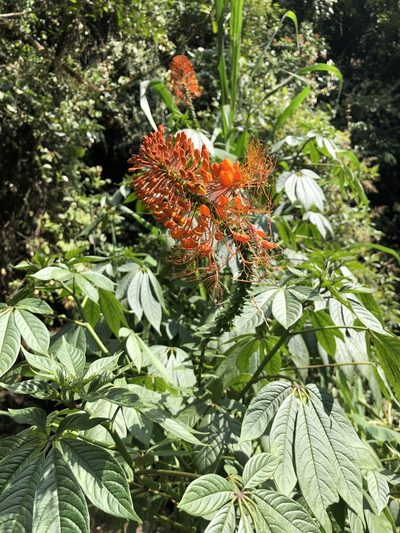 Cleome hispidula, photographed by Skjold Søndergaard