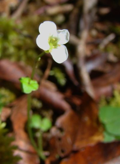 Cardamine corymbosa, photographed by Lisa Bennett