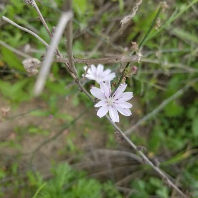 Stephanomeria diegensis, photographed by James C. Davis