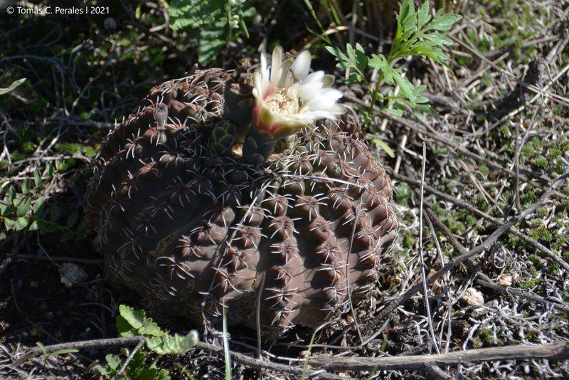 Gymnocalycium quehlianum, photographed by Tomás Carranza Perales