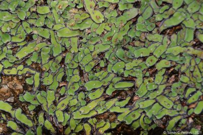 Plagiochasma rupestre, photographed by Tomás Carranza Perales