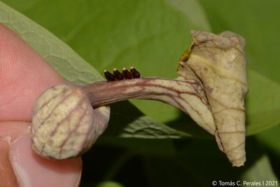 Aristolochia argentina, photographed by Tomás Carranza Perales
