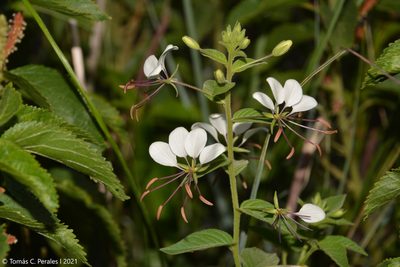 Cleome cordobensis, photographed by Tomás Carranza Perales