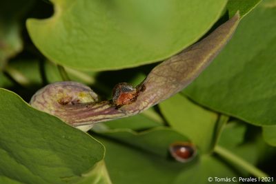 Aristolochia argentina, photographed by Tomás Carranza Perales
