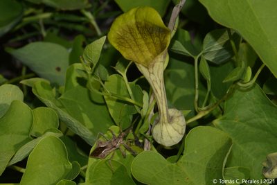 Aristolochia argentina, photographed by Tomás Carranza Perales