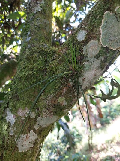 Epidendrum porquerense, photographed by Daniel Mesa